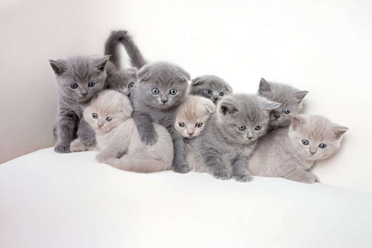 Buying cats online in India