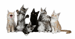 Ragdoll Cats & Kittens for Sale in India – Price Guide