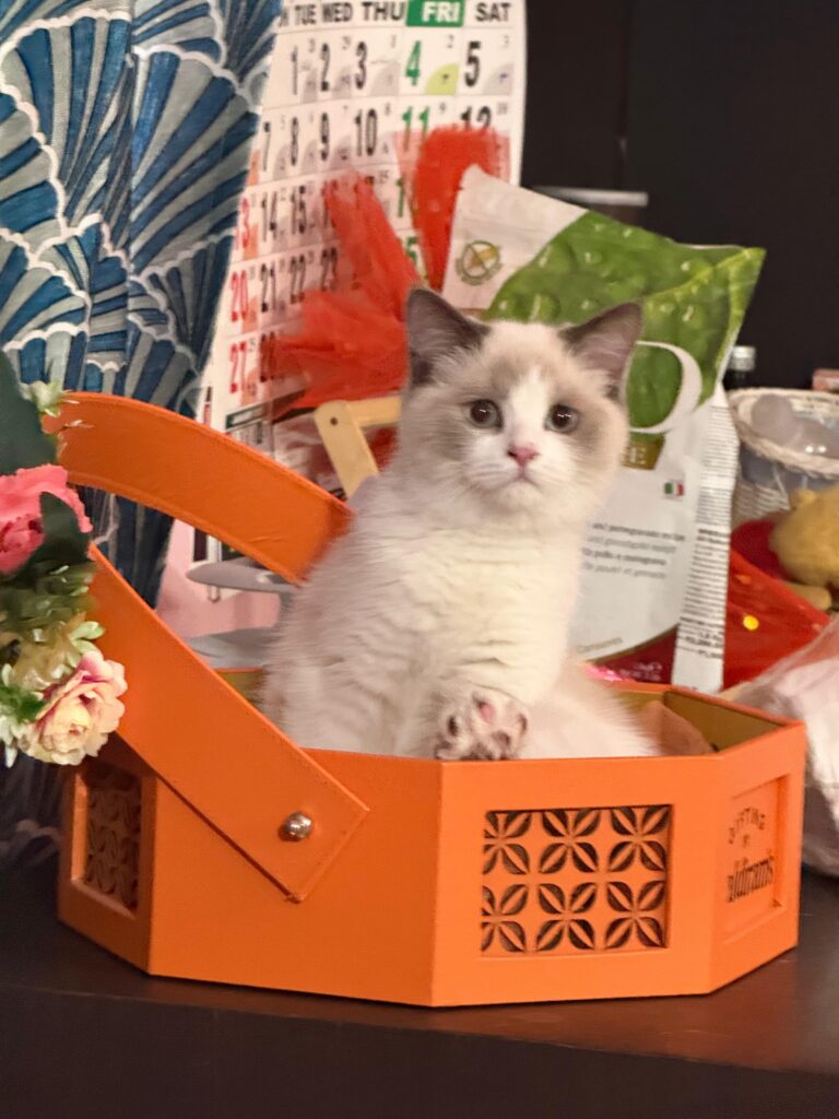 Ragdoll kitten