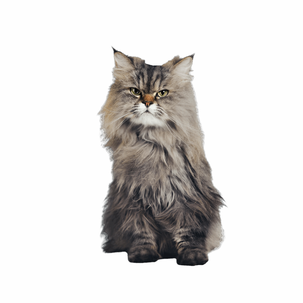 Siberian kitten
