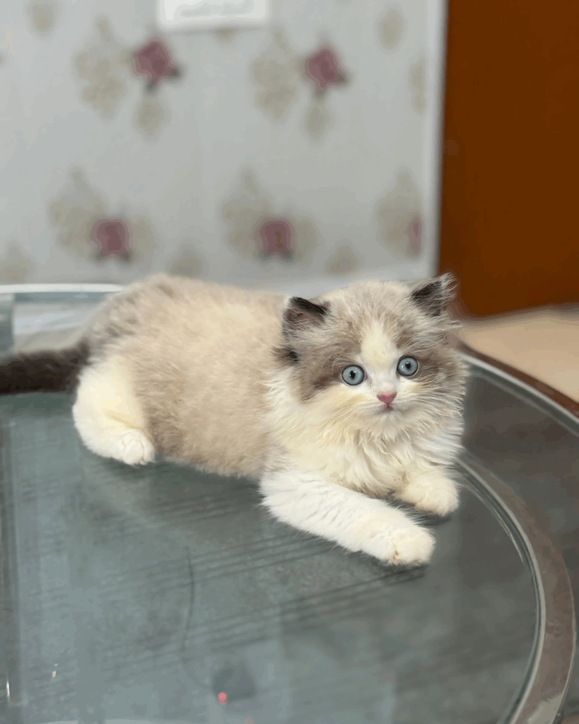ragdoll kittens foe sale