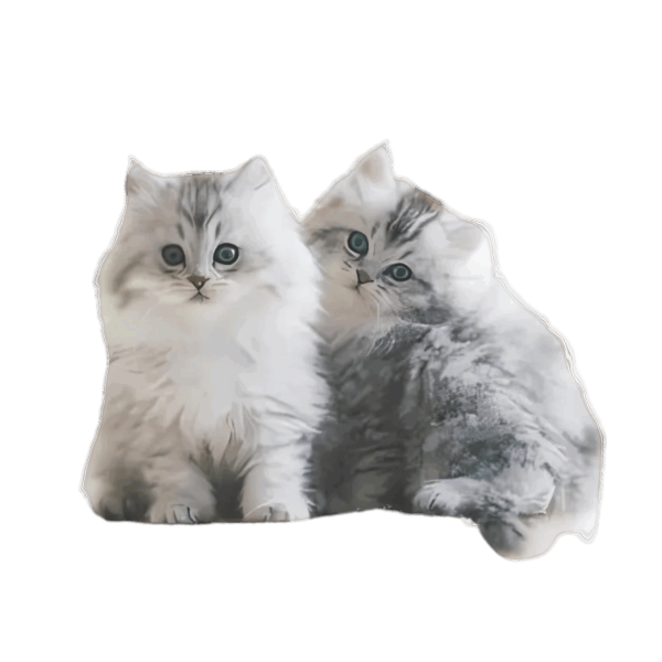 Siberian kittens for sale